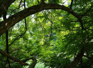 Ile kosztuje sklejka 18 mm? Ile kosztuje sklejka 18 mm?