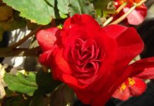 Jaka ukośnica do 800 zł? Jaka ukośnica do 800 zł?