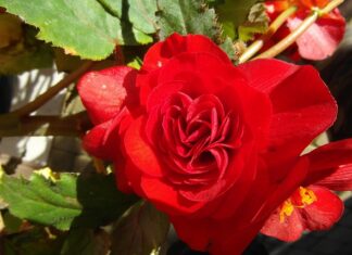 Jaka ukośnica do 800 zł? Jaka ukośnica do 800 zł?