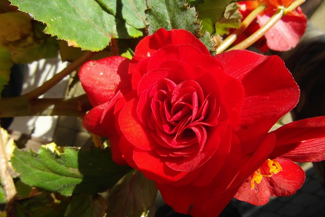 Jaka ukośnica do 800 zł? Jaka ukośnica do 800 zł?