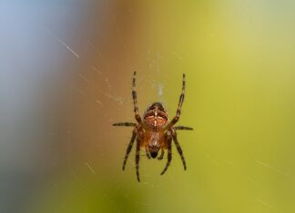 Ile kosztuje kątownik 30×30? Ile kosztuje kątownik 30x30?