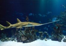 Jaka piła do cięcia drzew? Jaka piła do cięcia drzew?