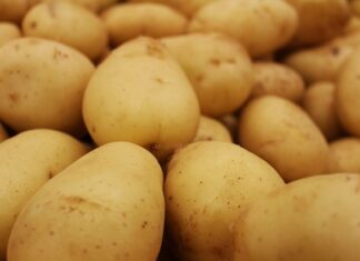 Jaką najlepiej wybrać pile Husqvarna?