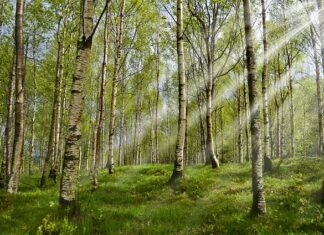 Co to są kleszcze więźby?
