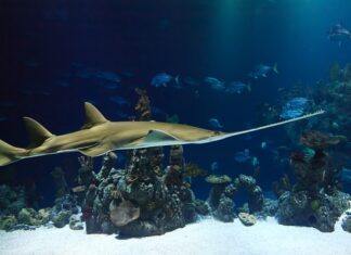 Czym smarować piłę tarczową?