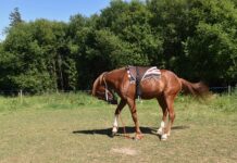 Gdzie montować Śniegołapy? Gdzie montować Śniegołapy?