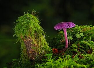 Kiedy rozcieńczyć farbę? Kiedy rozcieńczyć farbę?